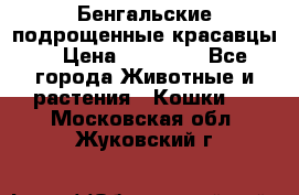 Бенгальские подрощенные красавцы. › Цена ­ 20 000 - Все города Животные и растения » Кошки   . Московская обл.,Жуковский г.